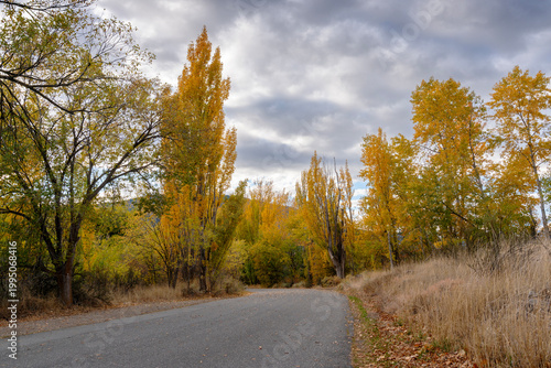 Golden Country Road in Autumn. A curve in a country road in autumn.
