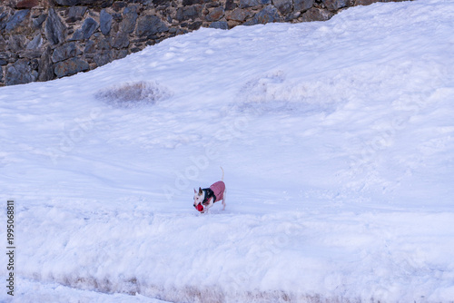 Cute dog in the snow. The Ordino Arcalís resort, known as 