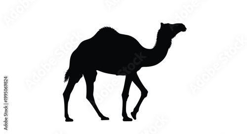 Photos Silhouette of a dromedary camel standing in profile against white
