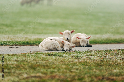 Adorable Young Lambs Sleeping in a Sun-Drenched Spring Meadow, Peaceful April Scene in Soft Natural Light