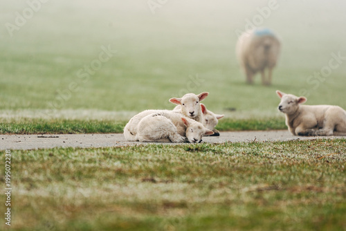 Adorable Young Lambs Sleeping in a Sun-Drenched Spring Meadow, Peaceful April Scene in Soft Natural Light