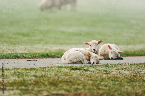 Adorable Young Lambs Sleeping in a Sun-Drenched Spring Meadow, Peaceful April Scene in Soft Natural Light