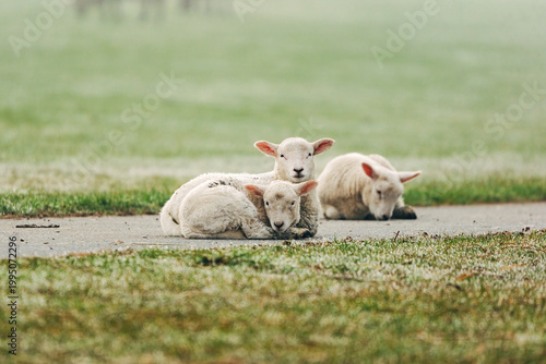 Adorable Young Lambs Sleeping in a Sun-Drenched Spring Meadow, Peaceful April Scene in Soft Natural Light