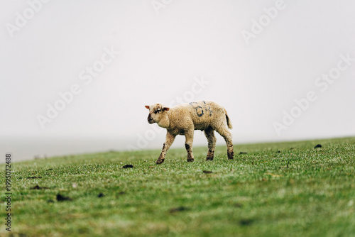 Playful Young Lamb Boing-Boing Across a Spring Meadow, Joyful April Moment in Bright Natural Sunlight