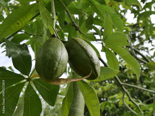 Seed pod of pachira glabra, tropical tree also called money tree. Elongated capsule and green foliage