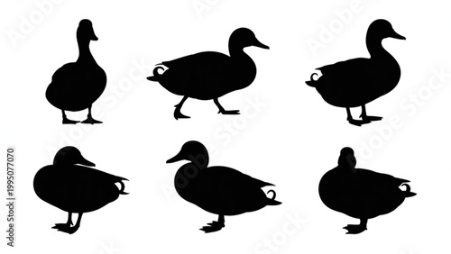 Elegant Duck Silhouette Vector Set – Natural Standing and Walking Duck Pose Collection