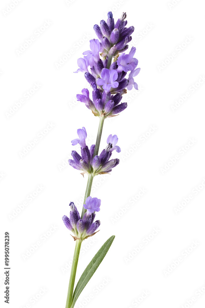 Fototapeta premium Lavender Flower Stem Isolated on White Background 