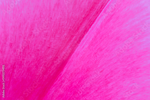 pink natural backdrop: close up of texture of tulip flower petal