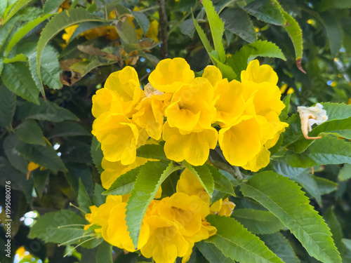 A cluster of bright yellow Tecoma flowers blooms on a lush green bush outdoors, vibrant spring blossoms, cheerful natural scenery, sunny outdoor environment.