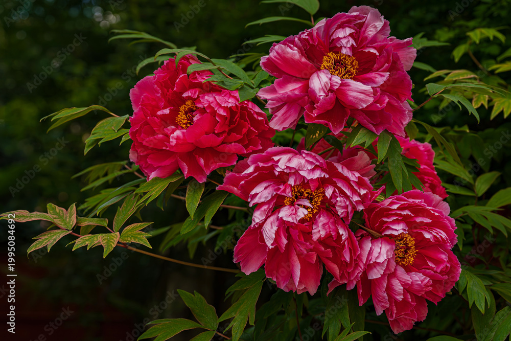 Fototapeta premium Lush pink peonies in full bloom - layered petals with white-tipped edges and golden stamens glow against deep green foliage.A vibrant, romantic floral scene perfect for spring designs, luxury branding