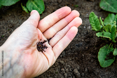 Fresh leaves and seeds of sorrel in palm of hand in the garden in early spring.