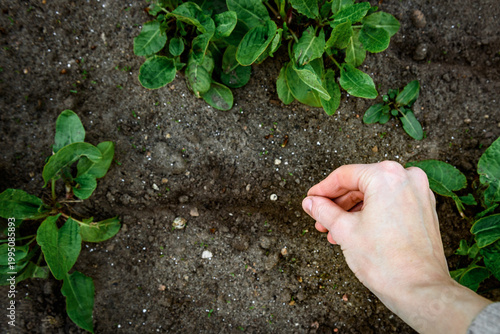 Fresh leaves and seeds of sorrel in palm of hand in the garden in early spring.