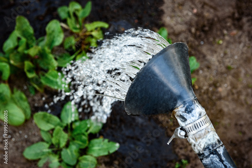 Watering of fresh leaves of sorrel in the garden in early spring.          