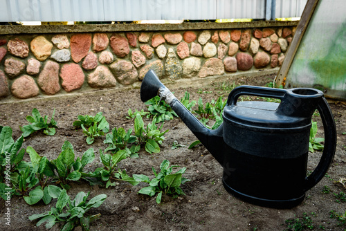 Watering of fresh leaves of sorrel in the garden in early spring.          