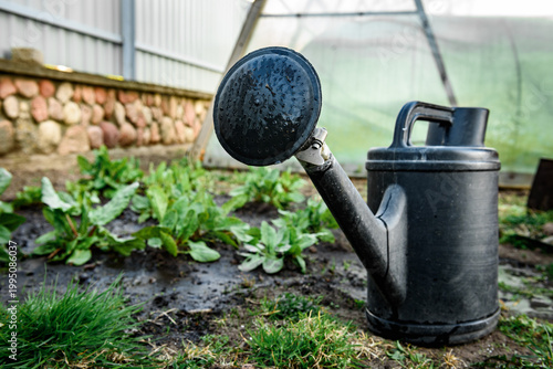 Watering of fresh leaves of sorrel in the garden in early spring.          