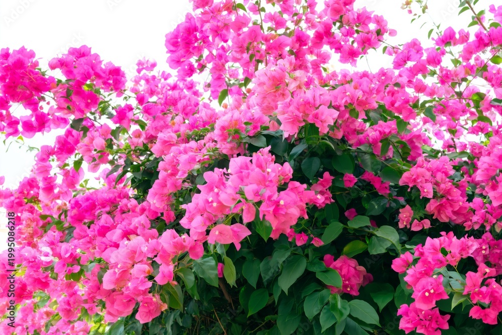 Obraz premium Bougainvillea Flowers Bloom on a Tree Against a White Wall in a Garden During Daylight Hours
