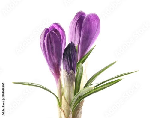 Beautiful purple crocus flowers isolated on white