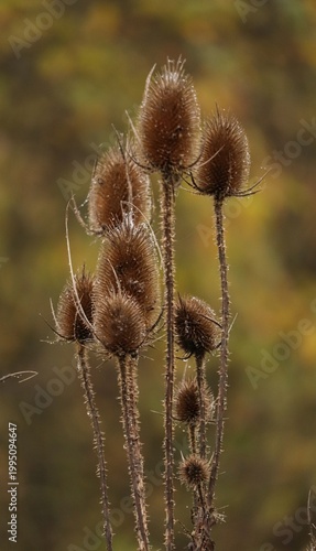 Photography Dry wild teasel heads with dewdrops in autumn