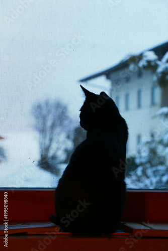 schwarze Katze im Winter