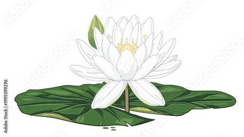 Elegant vector illustration of a white water lily with green lily pad
