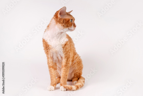 Konstfotografi Red Devon Rex cat, sitting, looking aside, curly fur, white chest, on white