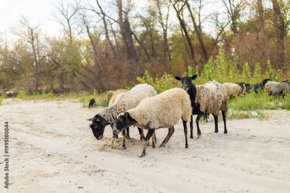 Fototapeta premium Flock of sheep grazing on sandy path near forest edge