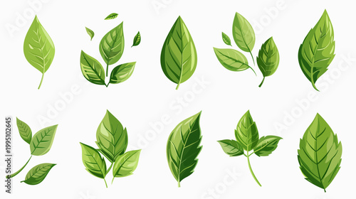 Collection of green leaves illustrations on white background for design elements
