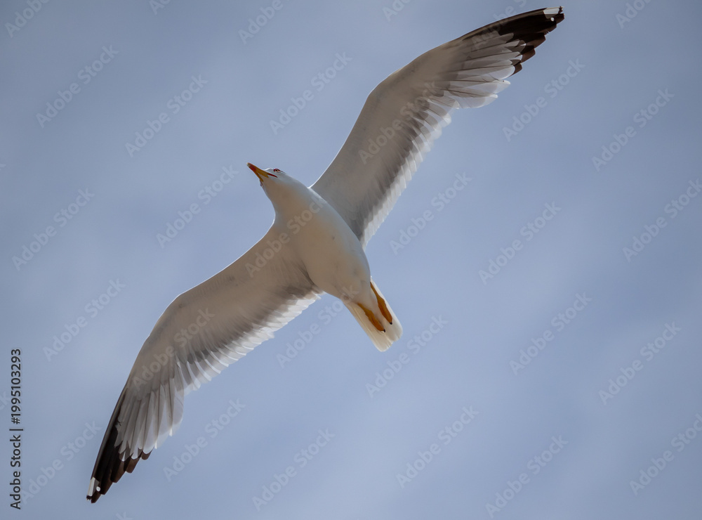 Obraz premium A white seagull flies with its wings spread with a blue sky in the background