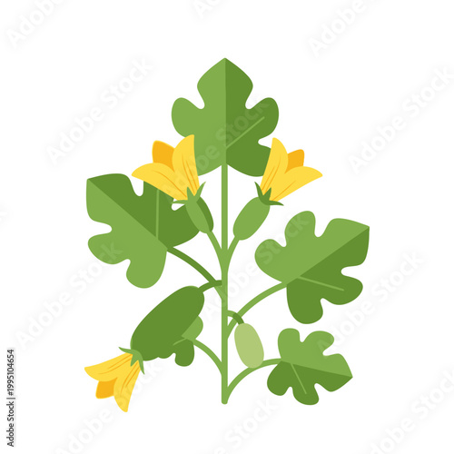 Cucumber plant with yellow flowers and young fruits, flat design illustration