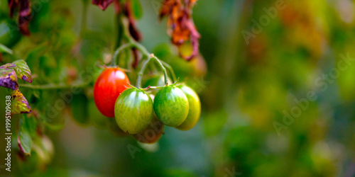Foto Very tight composition focusing primarily on a small grouping of cherry tomatoes