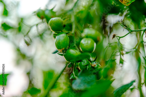 Obraz na płótnie Softly focused macro image capturing perfectly smooth unblemished green cherry t