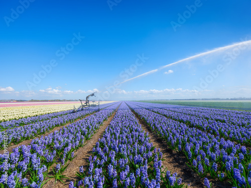 Irrigation system watering flower rows in a field. Industrial agriculture and farming process under a clear blue sky. Water spray over a colorful plantation.