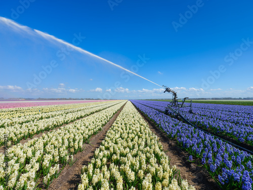 Irrigation system watering flower rows in a field. Industrial agriculture and farming process under a clear blue sky. Water spray over a colorful plantation.