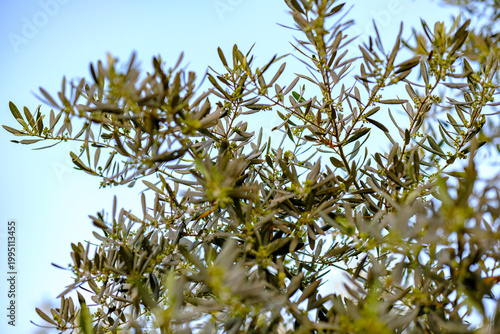 Fotografie Distinct upward facing perspective beneath a highly vigorous olive tree canopy h