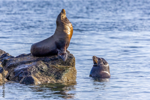 California Sea Lions
Edmonds, Washington