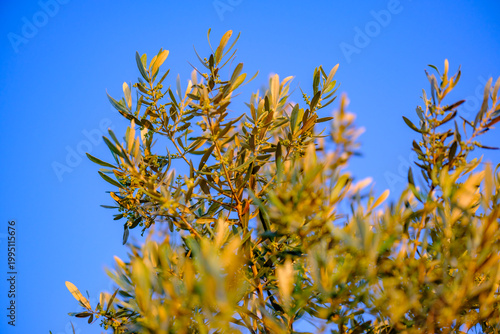 Foto Thick flourishing foliage of an organically farmed olive tree glows gently under