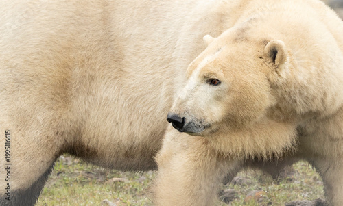 close up of a captive polar bear, ursus maritimus