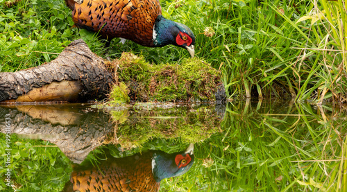 Common pheasant Phasianus colchius Ring-necked pheasant in natural habitat, green background