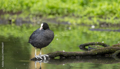 Canvastavla Eurasian Coot Fulica atra during the breeding season, on a traquil green reflect