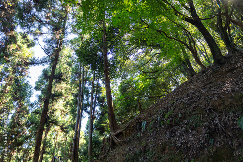 Sunlight Streaming Through Green Forest Canopy On Hillside, Kyoto, Japan 