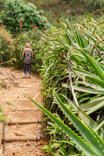 A woman hikes the tropical aloe trail from Prazeres to Jardim do Mar in Madeira | Kobieta wędrująca tropikalnym szlakiem z aloesem prowadzącym z Prazeres do Jardim do Mar na Maderze