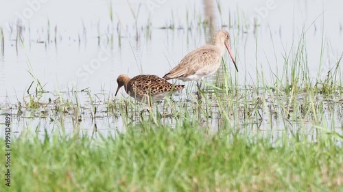 Ruff (Calidris pugnax) searching for food on wet meadow with Black-tailed Godwit (Limosa limosa) female in background