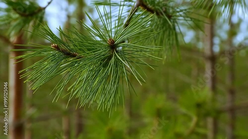 Close-up of pine tree branches swaying gently in the breeze. Represents the tranquility and beauty of nature in a forest setting