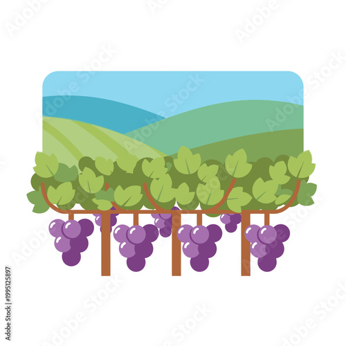 Vineyard landscape with ripe purple grapes hanging from vines under blue sky