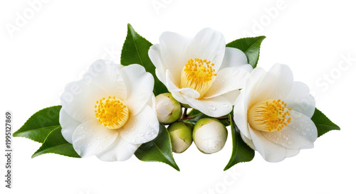 three flawless white camellia flowers with velvety petals and vibrant yellow stamens, captured in sharp macro focus on a high-key studio background, emphasizing purity and freshness concept