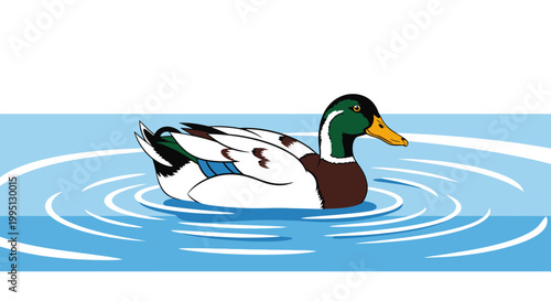 Male Mallard Duck in Water.