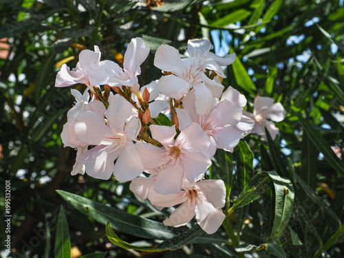 Photos Pinkish white flowers of Nerium Oleander Alsace, close up