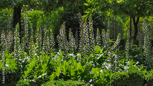 Fotografie Field with Bears Breech or Acanthus mollis flowers