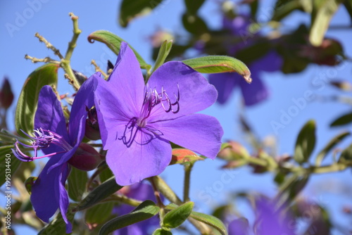 Princess Flower