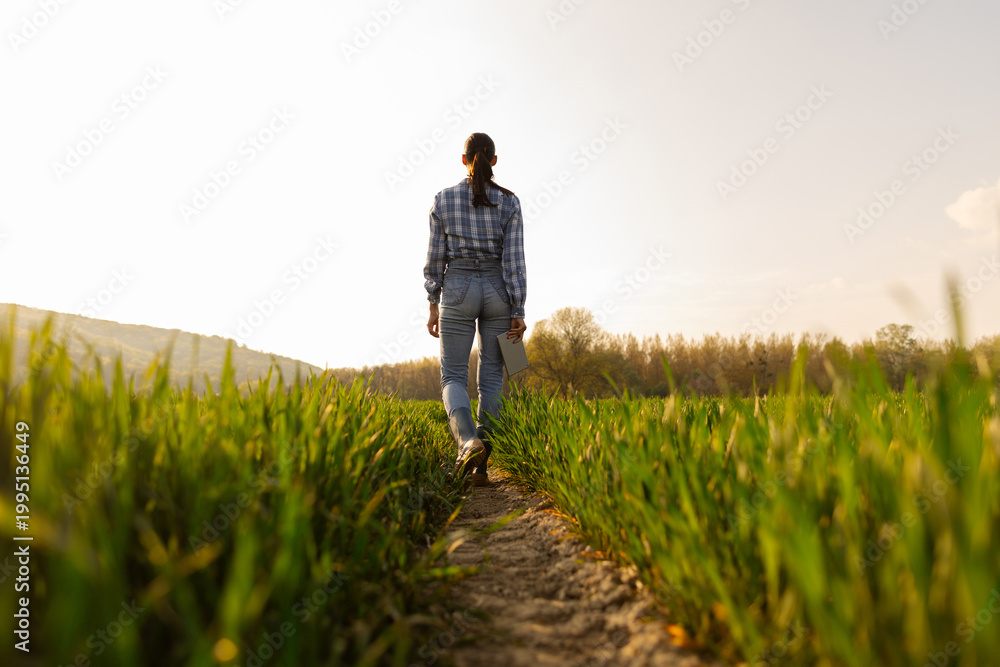 Fototapeta premium Female farmer walking on path in green field, holding tablet while checking crops, back view, full length shot. Green field exploration concept